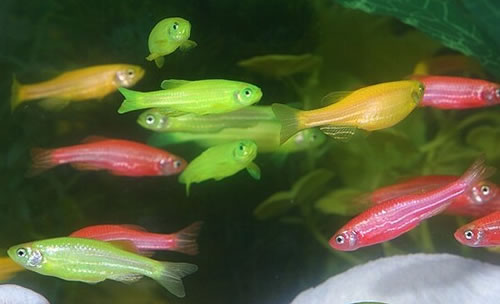 glo-fish-fluorescent