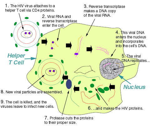 HIV Process