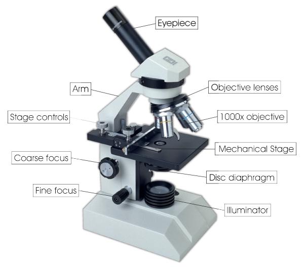 normal-micro