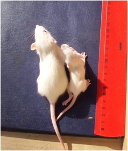 the larger rat was fed non-gm food; the smaller was fed genetically modified food