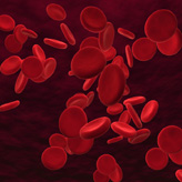 Red blood cells that could be seen using LUCAS cell phone