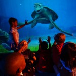 The Turtle Talk feature which allows for real-time, reaction-based animation